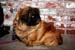 Pawpurrazzi-188